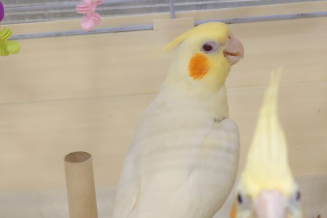 オカメインコ