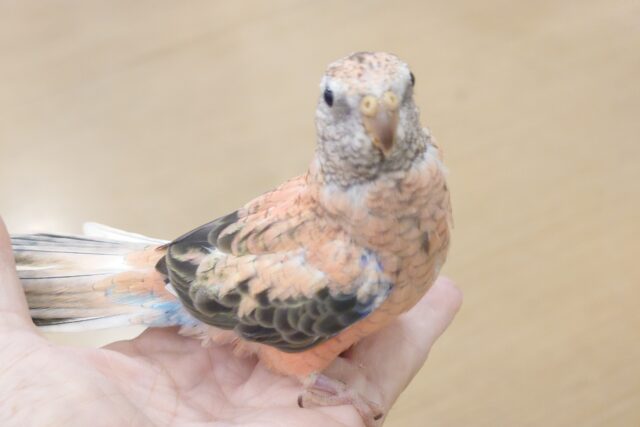 アキクサインコ（秋草インコ）