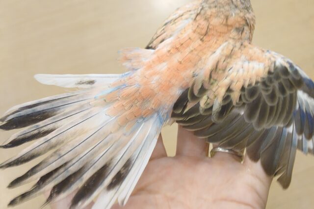 アキクサインコ（秋草インコ）