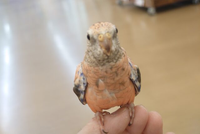 アキクサインコ（秋草インコ）