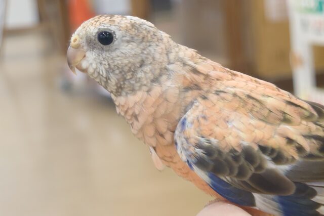 アキクサインコ（秋草インコ）