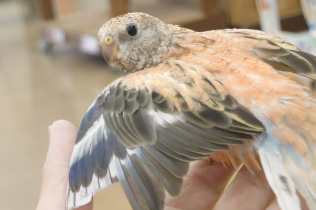 アキクサインコ（秋草インコ）