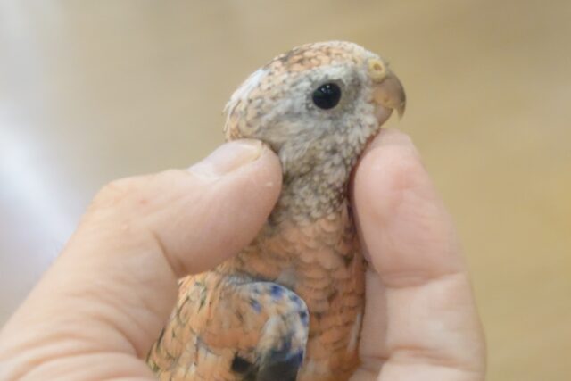 アキクサインコ（秋草インコ）