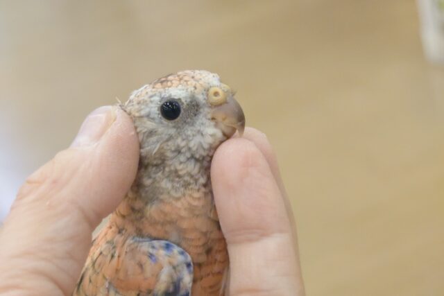 アキクサインコ（秋草インコ）