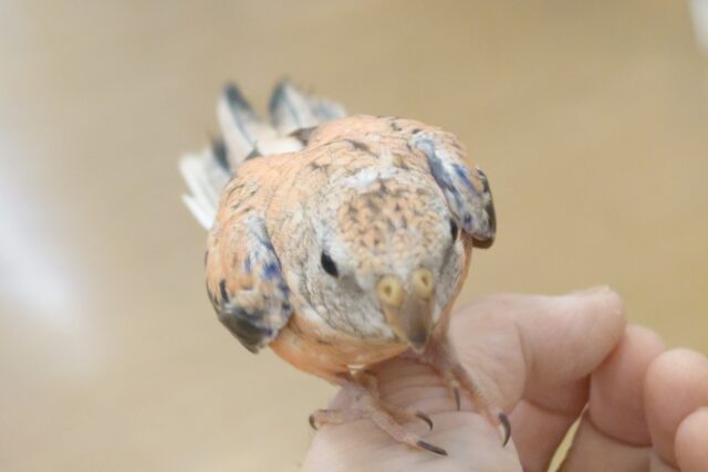 アキクサインコ（秋草インコ）