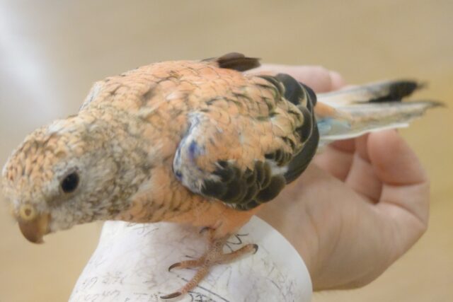 アキクサインコ（秋草インコ）