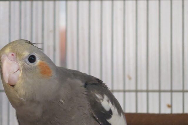 オカメインコ