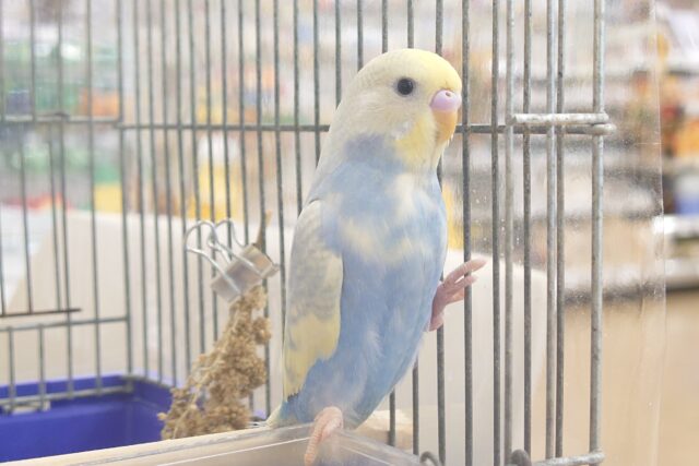 セキセイインコ