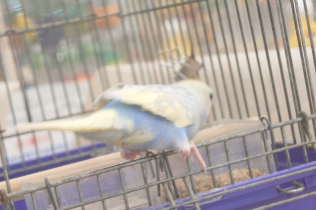 セキセイインコ