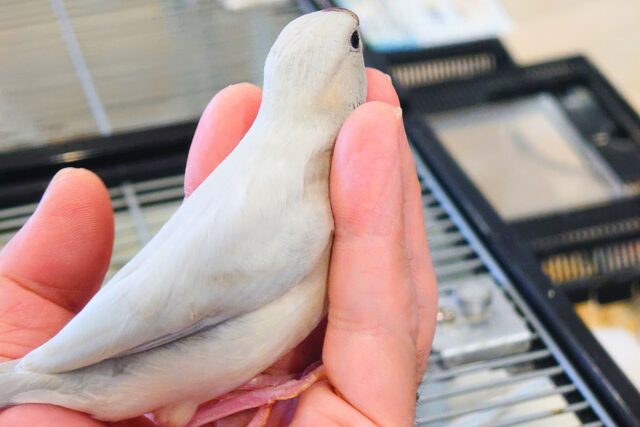 シルバー文鳥