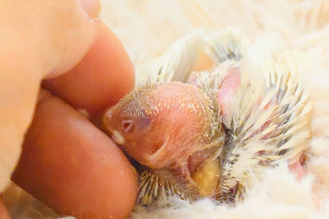 シルバーイノ文鳥