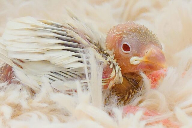 シルバーイノ文鳥