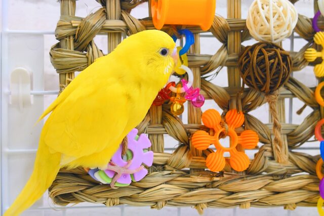 セキセイインコ