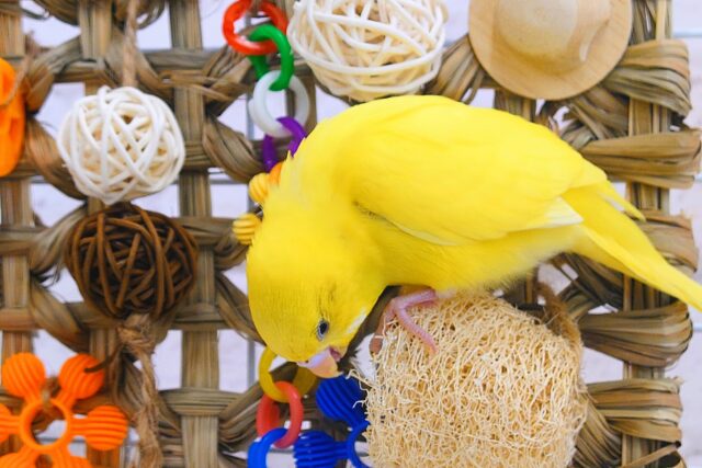 セキセイインコ