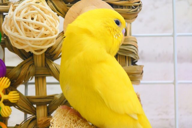 セキセイインコ