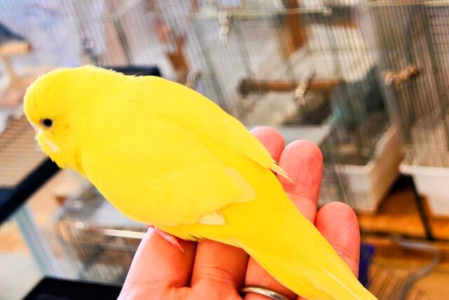 セキセイインコ