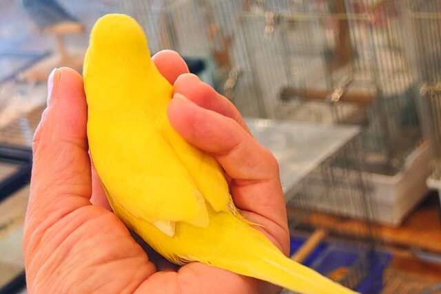 セキセイインコ