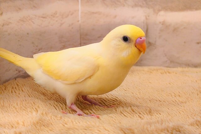 セキセイインコ