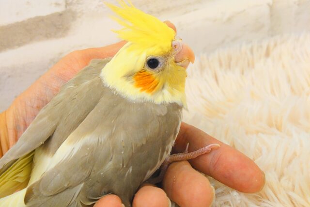 オカメインコ