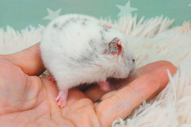 ゴールデンハムスター