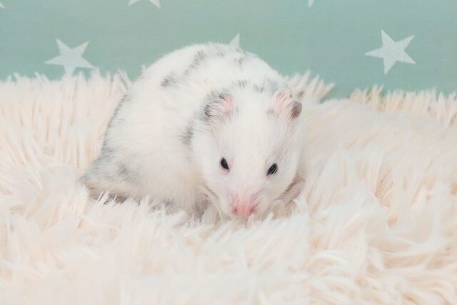 ゴールデンハムスター