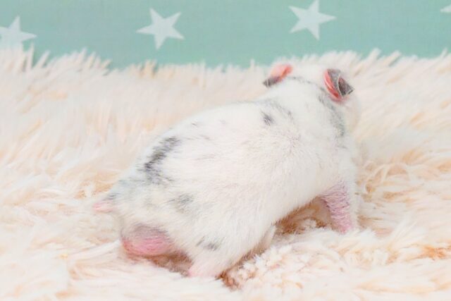 ゴールデンハムスター