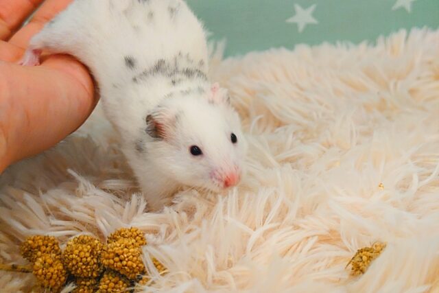 ゴールデンハムスター