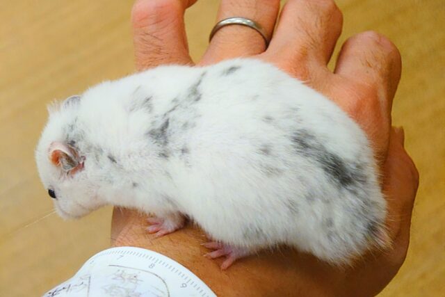 ゴールデンハムスター