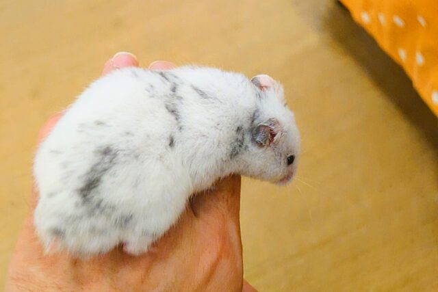 ゴールデンハムスター