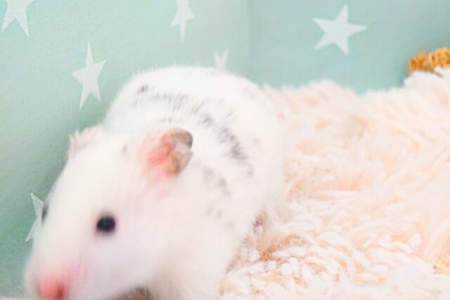 ゴールデンハムスター