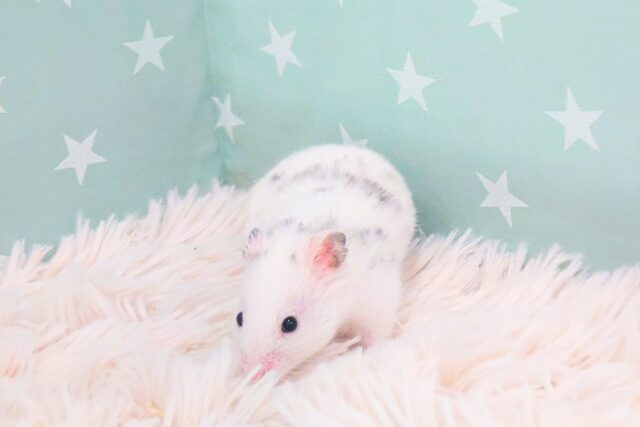 ゴールデンハムスター