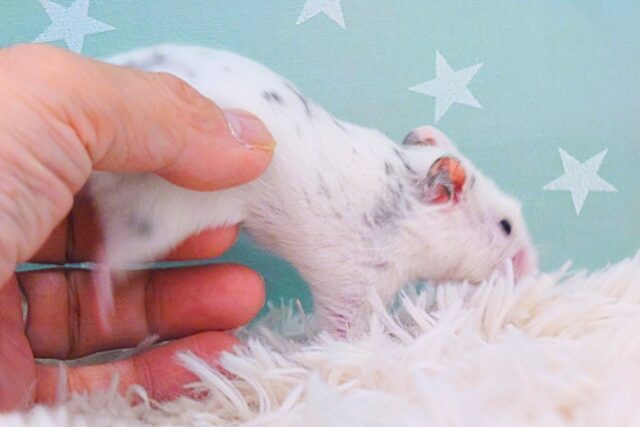 ゴールデンハムスター