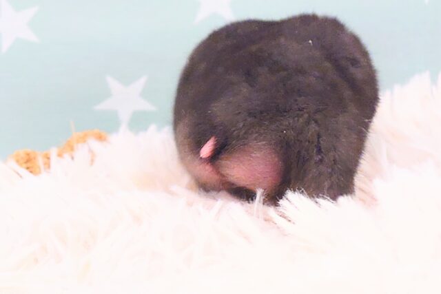 ゴールデンハムスター