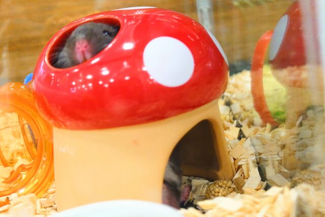 ゴールデンハムスター