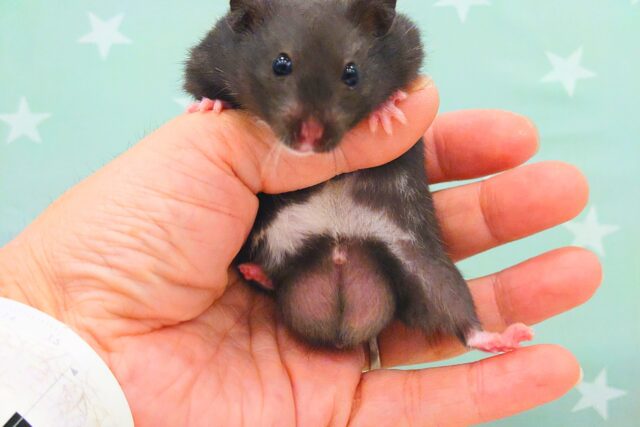 ゴールデンハムスター