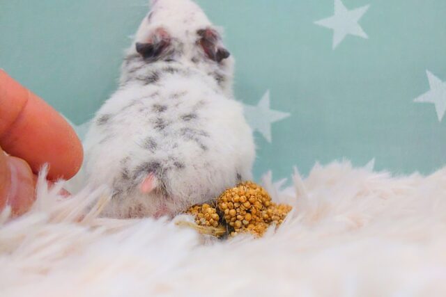 ゴールデンハムスター