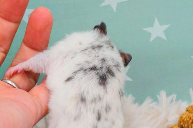 ゴールデンハムスター