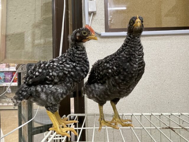 ブリモスロック