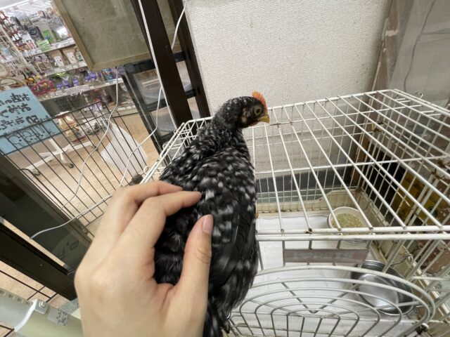 ブリモスロック