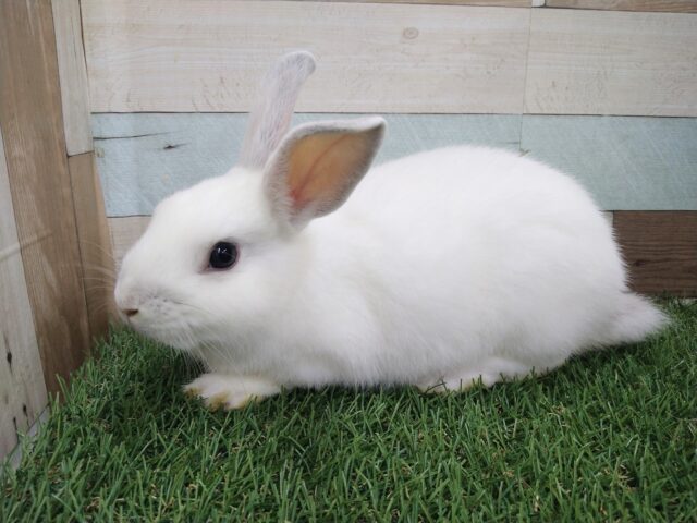 ミニウサギ