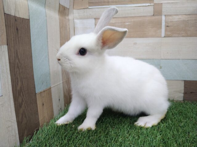 ミニウサギ