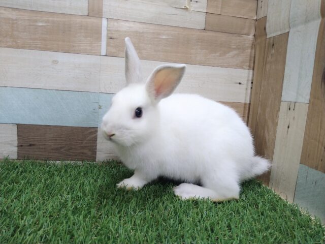 ミニウサギ
