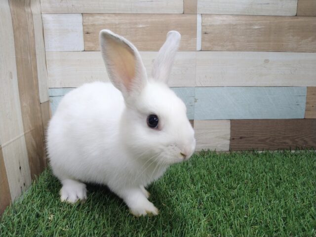 ミニウサギ
