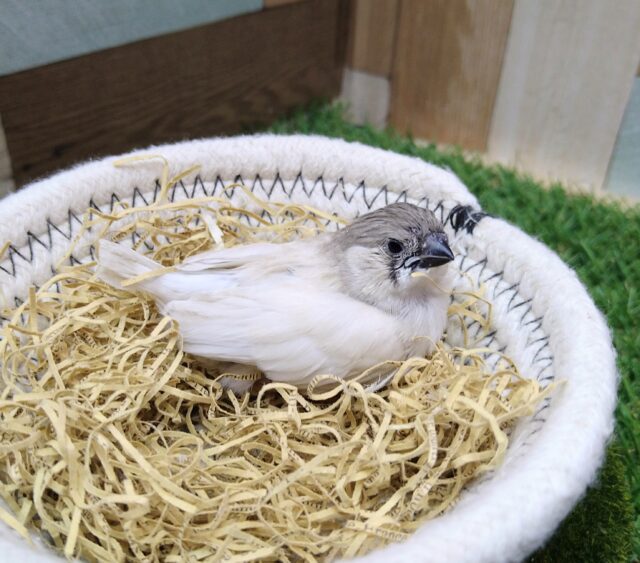 錦花鳥（キンカチョウ）