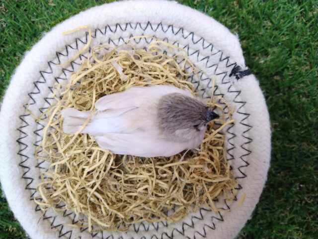 錦花鳥（キンカチョウ）