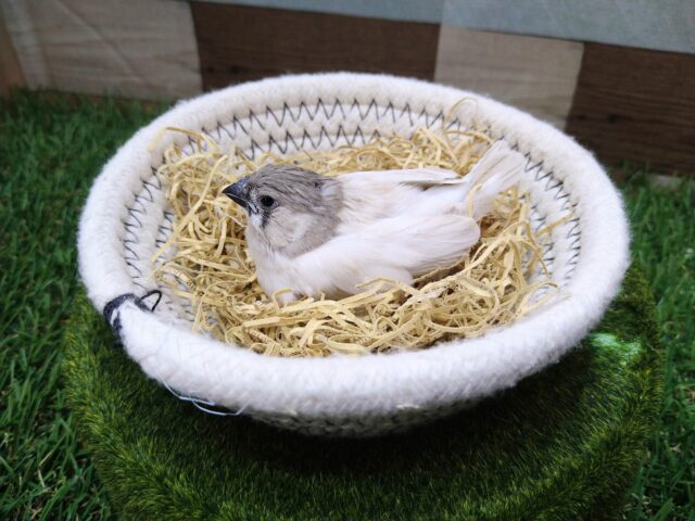 錦花鳥（キンカチョウ）