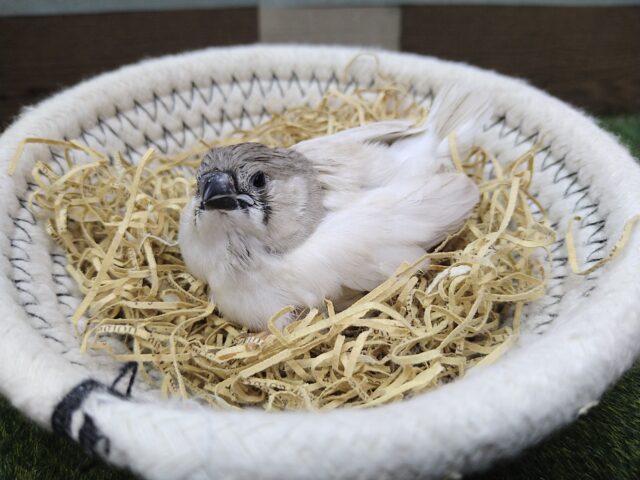 錦花鳥（キンカチョウ）