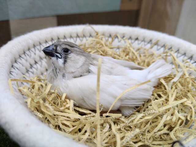 錦花鳥（キンカチョウ）