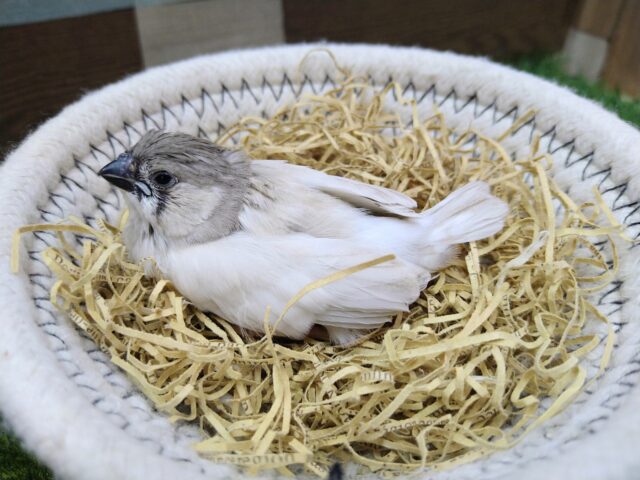 錦花鳥（キンカチョウ）