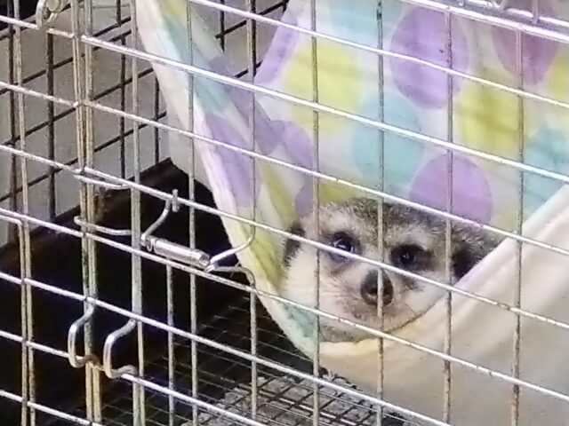 ミーアキャット